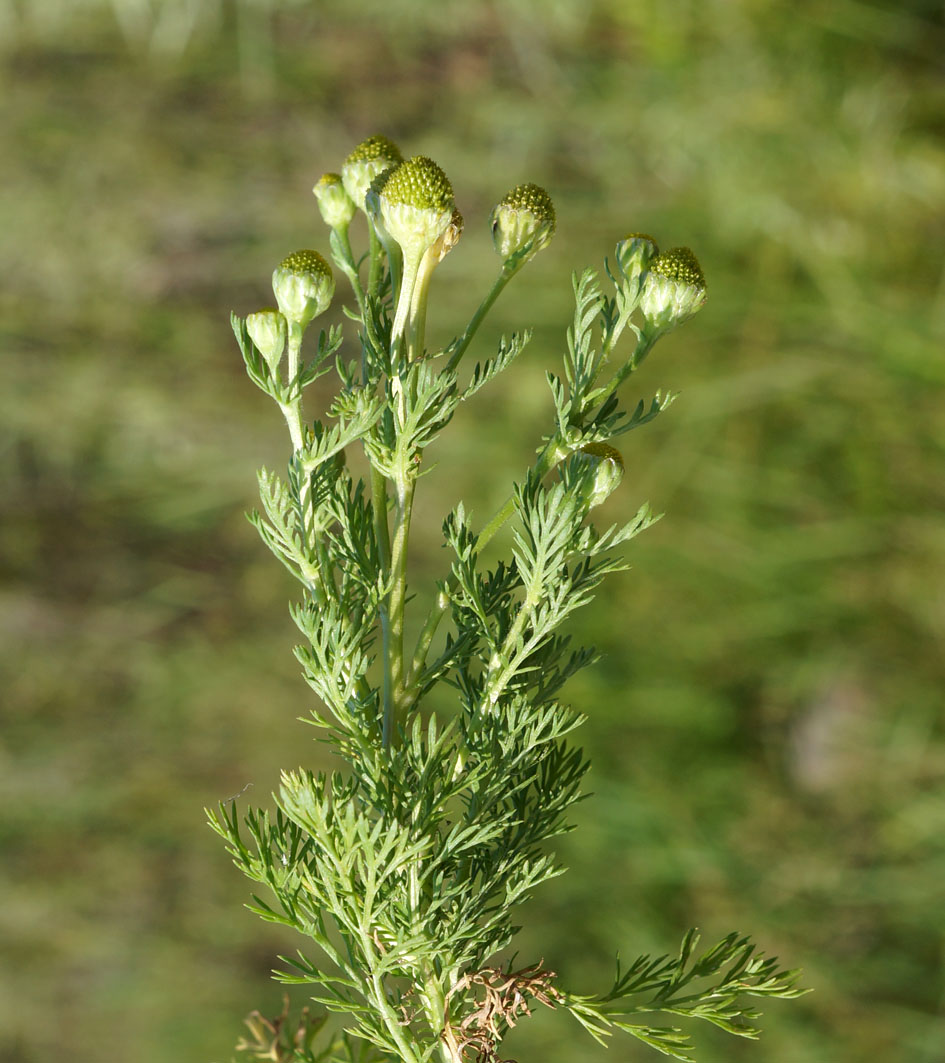 Image of Matricaria discoidea specimen.