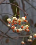 Euonymus fortunei