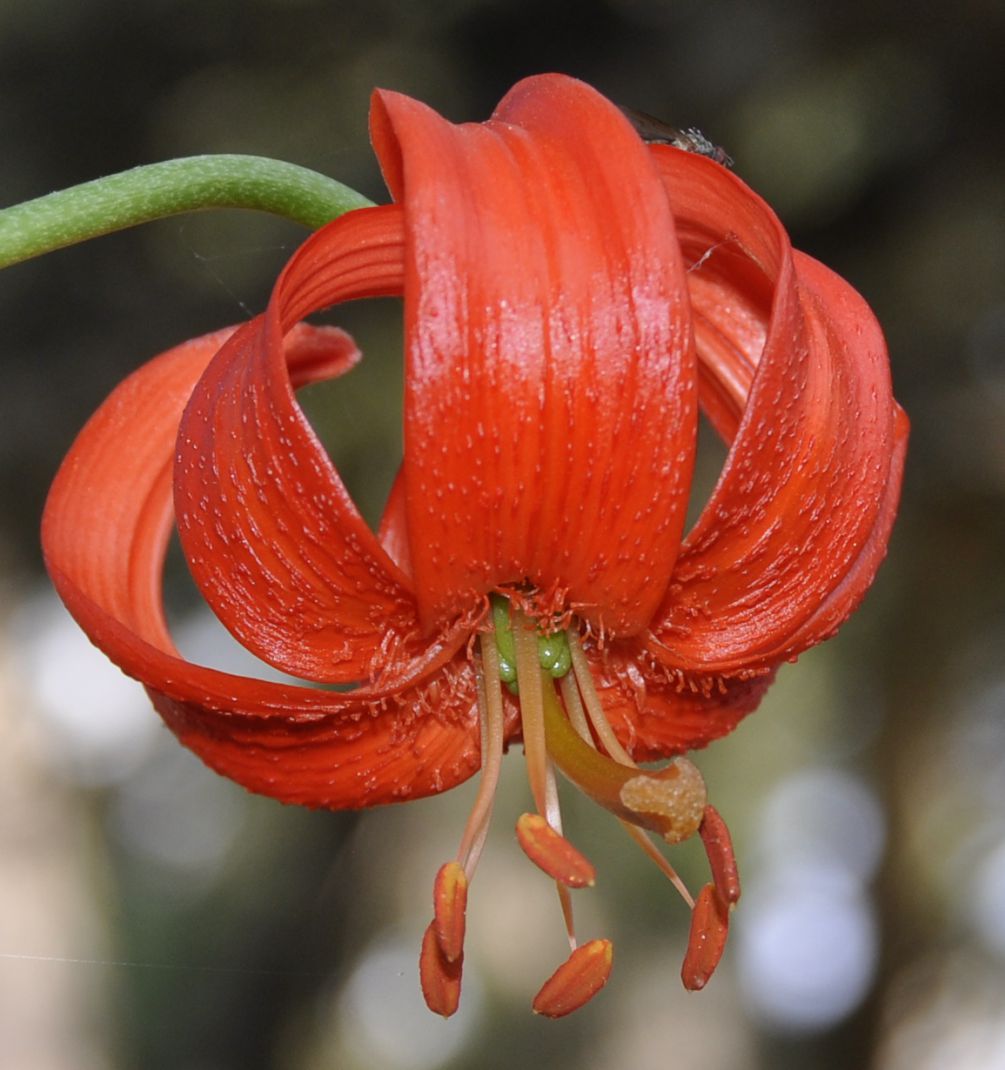 Изображение особи Lilium chalcedonicum.