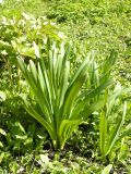 Lycoris squamigera