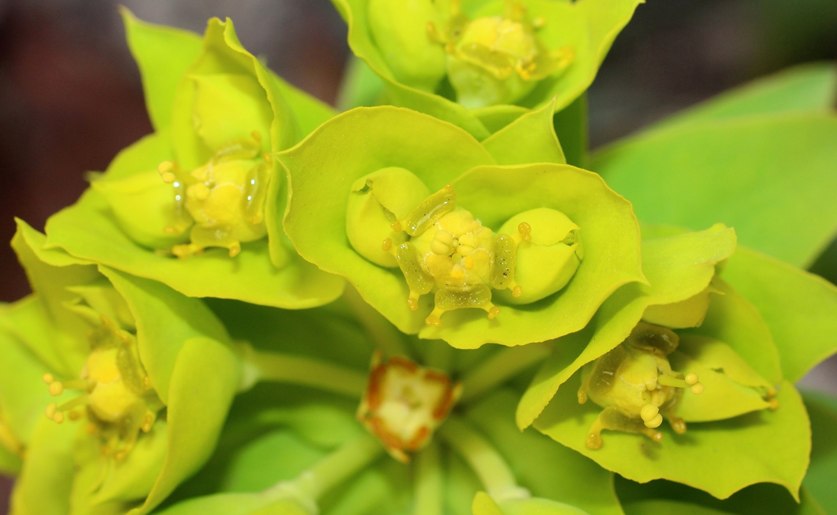 Изображение особи Euphorbia rigida.
