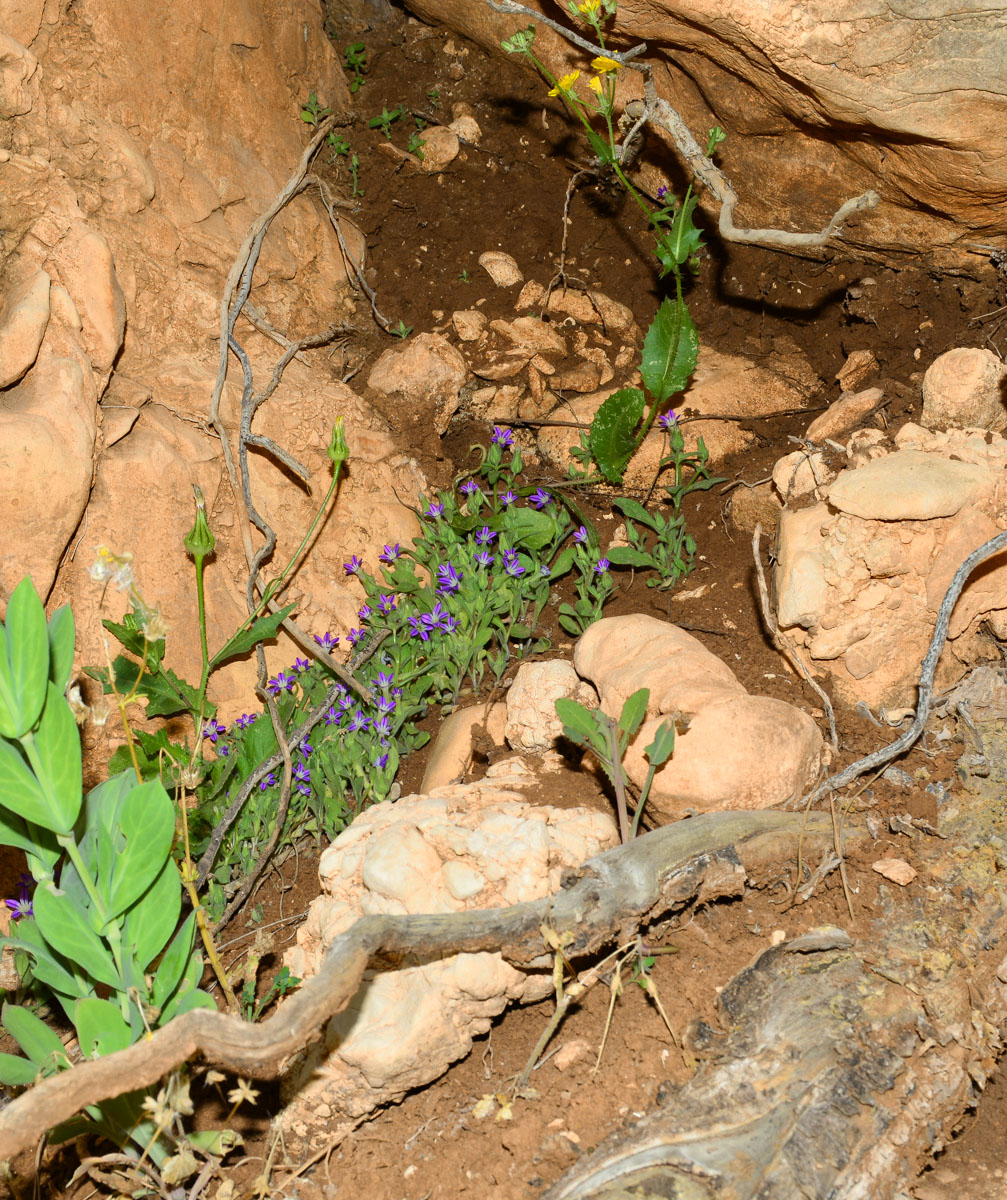 Image of Campanula hierosolymitana specimen.