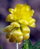 Trifolium campestre