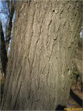 Styphnolobium japonicum. Часть ствола взрослого дерева. Украина, Николаевская обл., г. Николаев, Заводской р-н, парк \"Лески\". 28.12.2017.