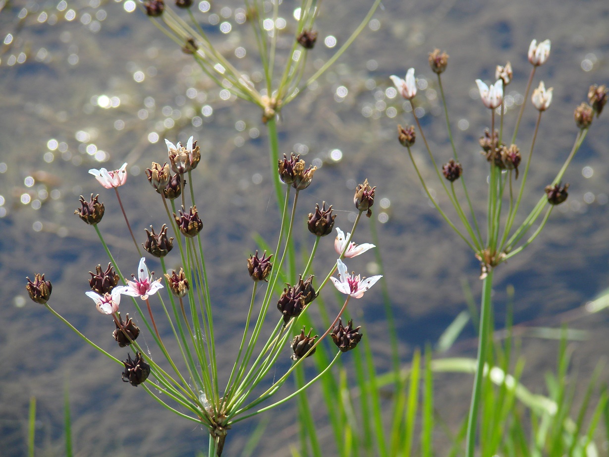 Изображение особи Butomus umbellatus.