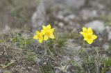 Anemonastrum speciosum. Цветущее растение. Кабардино-Балкария, Эльбрусский р-н, склон горы Чегет, субальпийский луг. 09.07.2008.