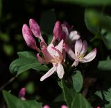 Lonicera tatarica. Цветки, бутоны и листья. Пермский край, г. Пермь, Ленинский р-н, мкр-н Центр, озеленение. 23.06.2018.