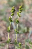 genus Galium. Верхушки побегов с соцветиями в бутонах. Ленинградская обл., Выборгский р-н, побережье Финского залива, приморский разнотравно-злаковый луг на песке. 16.06.2018.