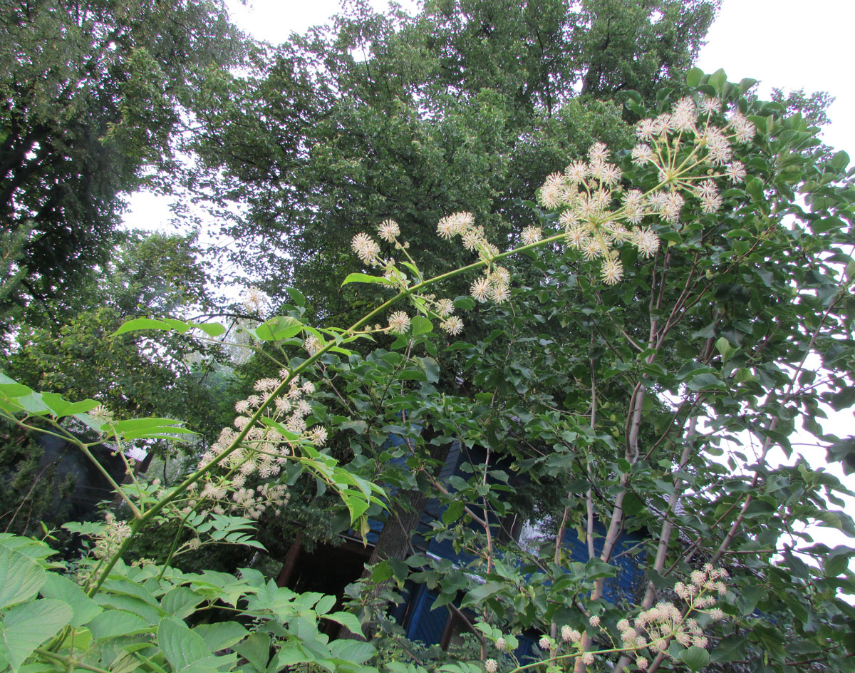 Изображение особи Aralia cordata.