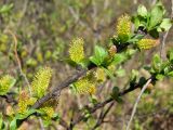 Salix hastata. Часть ветви с мужскими соцветиями. Магаданская обл., окр. г. Магадан, низовья р. Магаданка, ивняк. 13.06.2018.