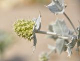 Eryngium maritimum