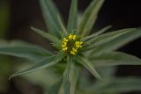 Erysimum cheiranthoides