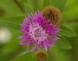 Centaurea pseudophrygia