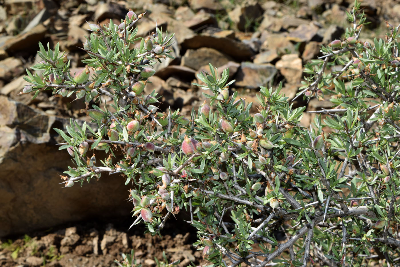 Изображение особи Amygdalus spinosissima.