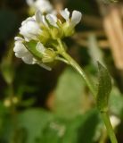 Draba subamplexicaulis