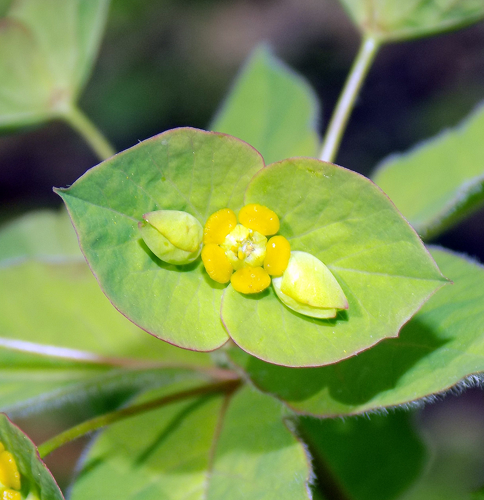 Изображение особи Euphorbia squamosa.