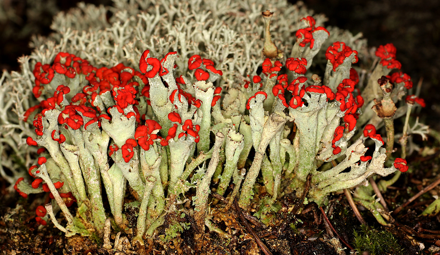 Изображение особи Cladonia coccifera.