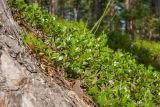 Arctostaphylos uva-ursi. Куртина растений у комля сосны (Pinus sylvestris). Финляндия, муниципалитет Савонлинна, гряда Пункахарью, травяно-кустарничковый сосняк на склоне моренной гряды южной экспозиции. 13.07.2019.