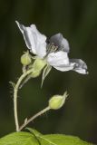 Rubus caesius