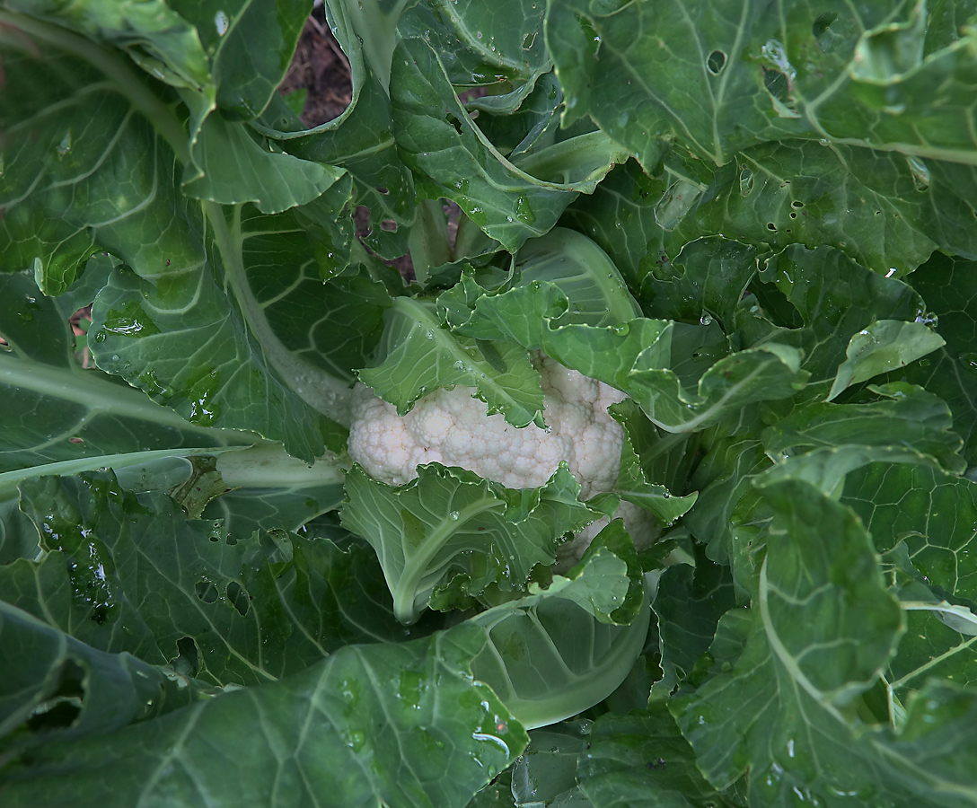 Изображение особи Brassica oleracea var. botrytis.