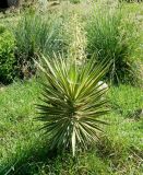 Yucca aloifolia. Цветущее растение. Краснодарский край, городской округ Сочи, Сочи-Центр, Сочинский дендрарий, в культуре. Июль 2020 г.