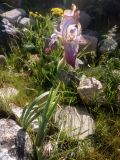 Iris stolonifera