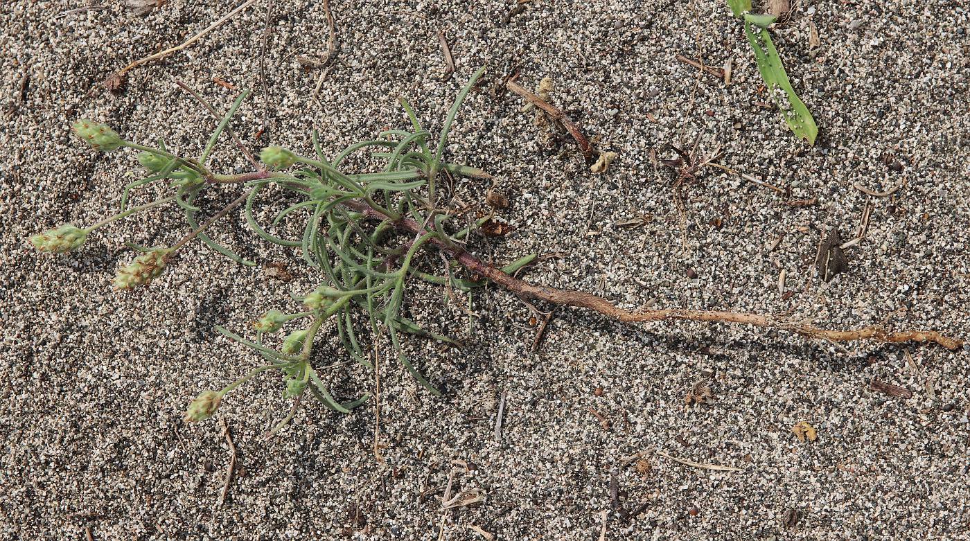 Image of Plantago arenaria ssp. orientalis specimen.