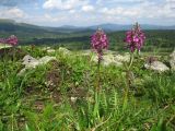 Pedicularis interioroides. Цветущие растения. Хакасия, Ширинский р-н; Кузнецкий Алатау, окр. горы Пустасхыл, ≈1350 м н.у.м., зарастающая каменистая россыпь. 26.07.2021.