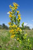 Solidago virgaurea