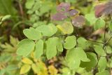 Thalictrum thunbergii