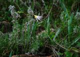 Tulipa biebersteiniana. Доцветающее и вегетирующие растения в сообществе с Artemisia sericea (?) и Spiraea. Челябинская обл., Кизильский р-н, Богдановское сельское поселение, окр. пос. Каменка, долина р. Каменка, склон прибрежного скальника, степь. 7 мая 2023 г.