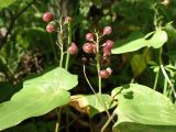 Maianthemum bifolium