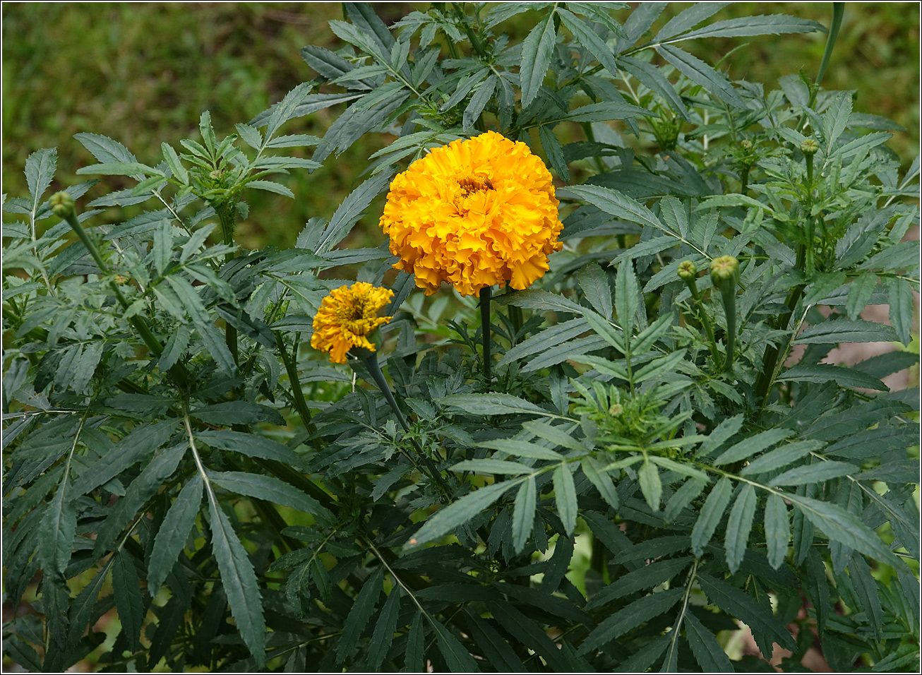 Изображение особи Tagetes erecta.