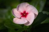 Catharanthus roseus. Цветок. Израиль, г. Бат-Ям, в культуре. 12.11.2023.