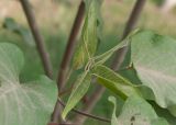 Ipomoea carnea. Верхушка пазушного побега. Египет, мухафаза Эль-Гиза, р-н Эль-Бадрашейн, пос. Мит-Рахина, музей Рамзеса II, в озеленении. 03.01.2024.