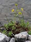 Saxifraga aizoides. Цветущее растение на берегу реки. Кольский п-ов, Хибины, долина р. Вудъяврйок, прибрежный галечник. 09.08.2010.