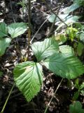 Rubus saxatilis. Лист. Новосибирская обл., Искитимский р-н, окр. пгт Линёво, степная балка \"Титов Лог\", болото. 14 августа 2011 г.