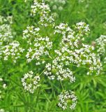 Chaerophyllum aromaticum