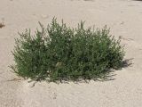 Salsola pontica. Цветущее растение на песчано-ракушечниковом пляже. Украина, Донецкая обл., Новоазовский р-н, Кривая коса, НПП \"Меотида\". 09.08.2011.