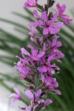 Lythrum salicaria