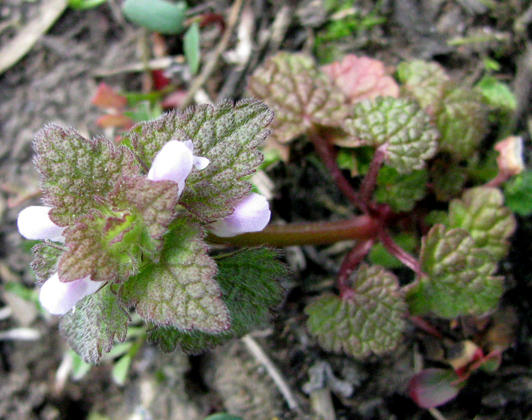 Изображение особи Lamium purpureum.