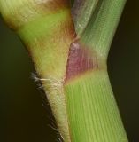 Pennisetum setaceum