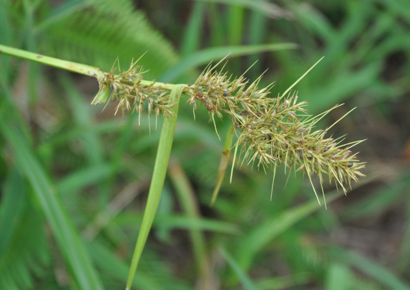 Изображение особи Scleria polycarpa.