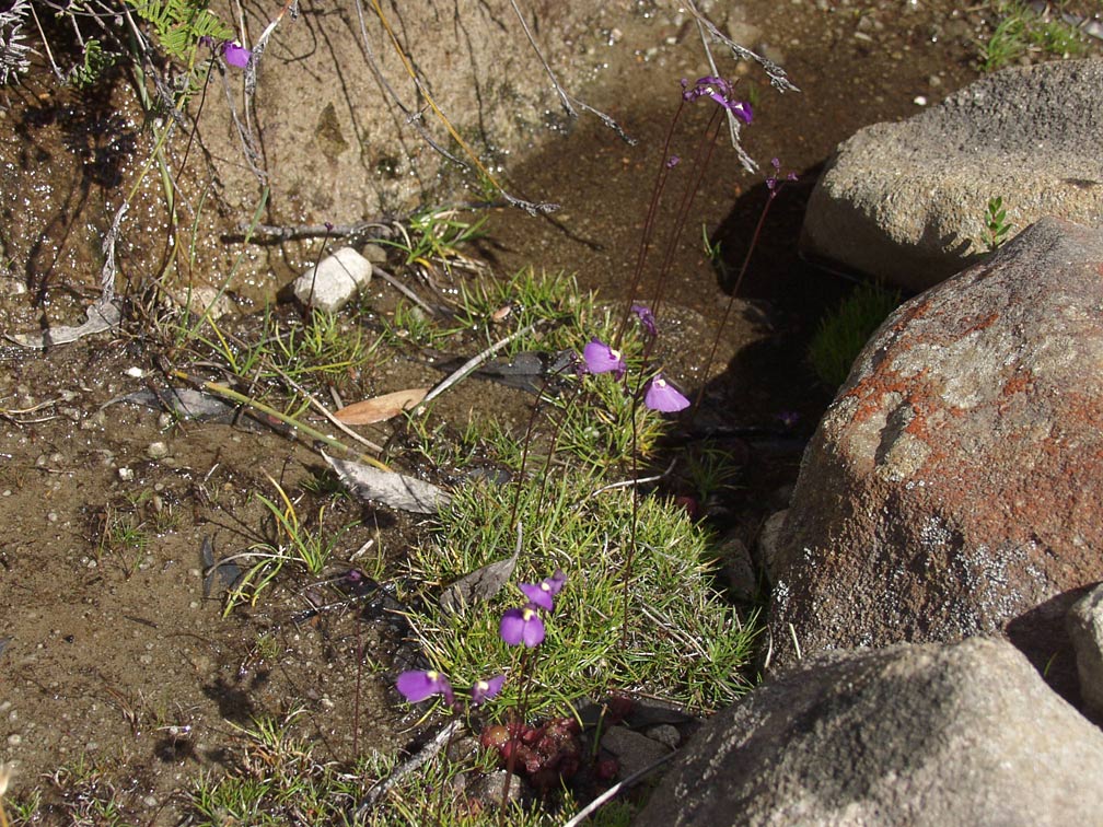 Изображение особи Utricularia dichotoma.