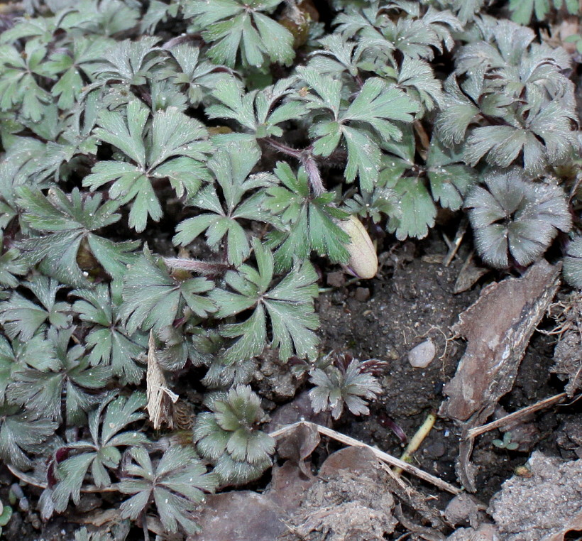 Image of Anemone blanda specimen.