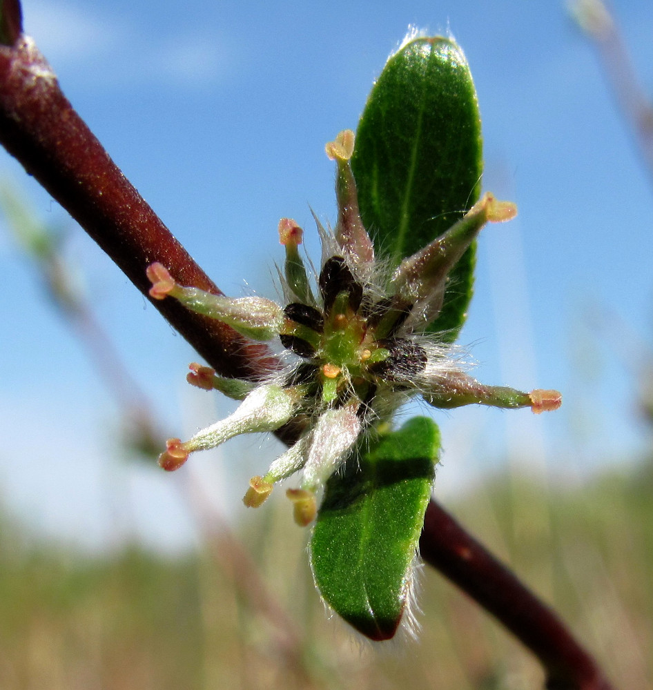 Изображение растения Salix rosmarinifolia.
