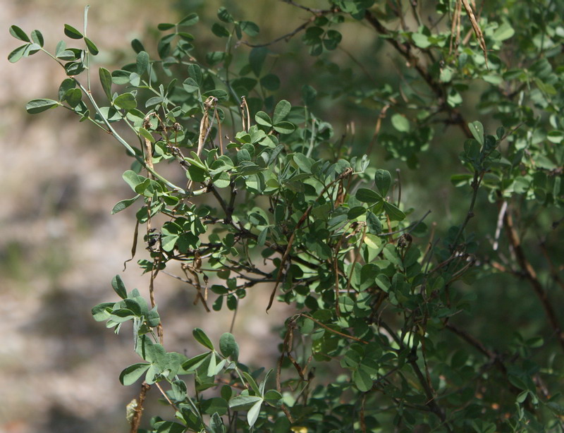 Изображение особи Hippocrepis emeroides.