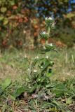 Echium italicum. Цветущее растение. Черногория, окр. пос. Донья Ластва, берег Которской бухты, прибрежный низкотравный луг. 08.10.2014.