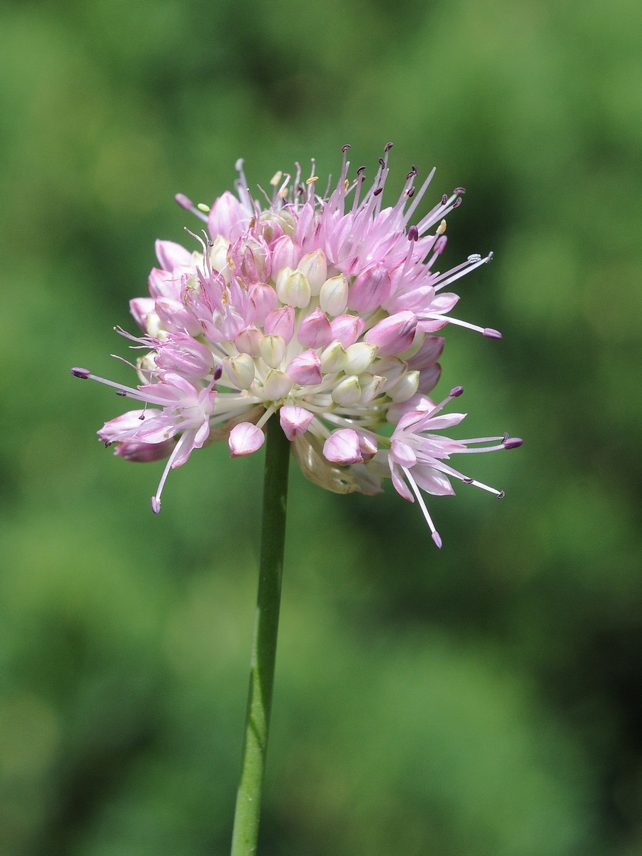 Изображение особи Allium lineare.