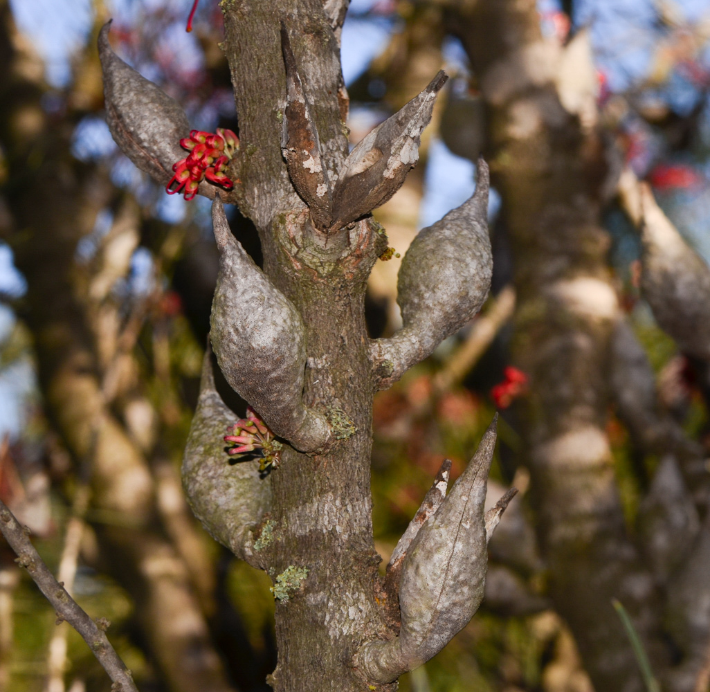 Изображение особи Hakea orthorrhyncha.